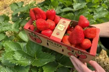 Dorodne truskawki wysokiej jakości trzymają cenę