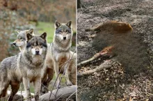 Ataki wilków na zwierzęta gospodarskie w gminie Polanów