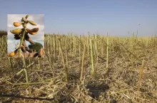 Soja i rzepak