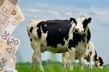 Produkują więcej mleka, a zarabiają mniej. Problem narasta