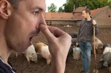 świnie, mężczyzna zatyka nos, odór z chlewni