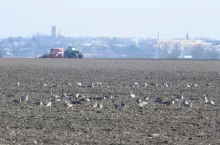 Wyjedzone rzepaki i zboża. Rolnicy walczą z plagą