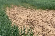 Zboże rosnące wokół suchej, jałowej łaty piasku na polu uprawnym.