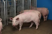 Tuczniki w chlewni 