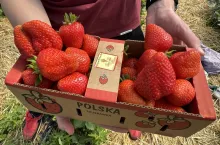 Owoce odmiany 'Serabella' w jednostkowym opakowaniu sprzedażowym