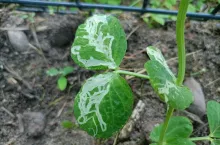 Liście grochu z widocznymi minami spowodowanymi żerowaniem miniarek. Należy je obrywać i niszczyć, by zmniejszyć populację szkodnika