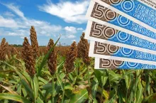 sorgo uprawa ekologiczna 