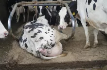 Zwierzęta utrzymywane w warunkach minimalizujących stres odznaczają się lepszym zdrowiem, wyższą produkcją i dobrą płodnością oraz dłuższym okresem użytkowania. 