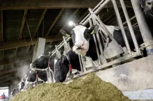 Krowy pobierają dziennie ponad 27 kg suchej masy. Na stole paszowym otrzymują dawkę odpowiadającą wydajności przekraczającej 42 kg mleka, a w robocie udojowym przydziela się im na stałe 2 kg paszy treściwej wyłącznie jako paszę wabiącą.