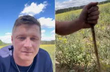 Hubert Ojdana o suszy w uprawie rzepaku