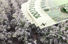 przymrozki zniszczyły rzepak, banknoty polskie 