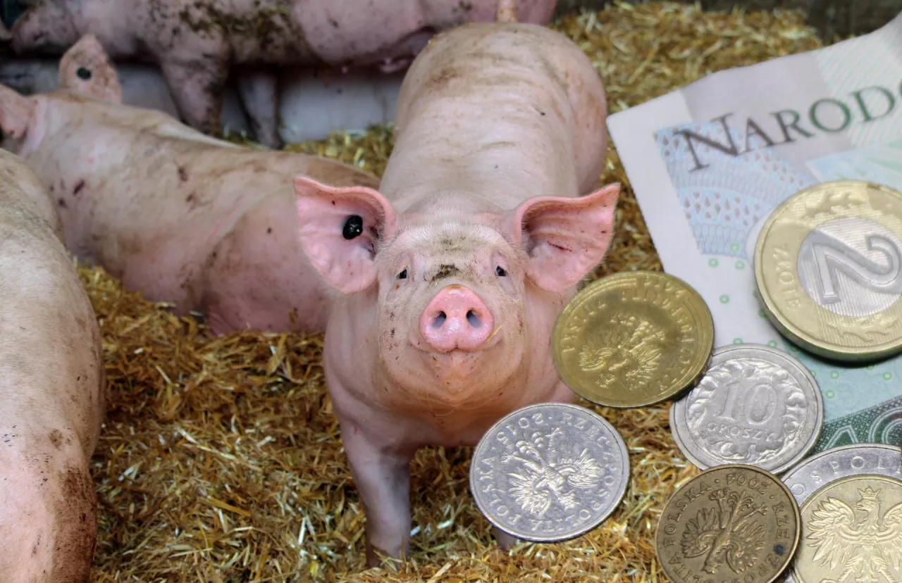 Spadające ceny skupu trzody chlewnej mogą mieć znacznie szerszy wymiar niż nam się wydaje