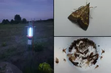 Groźny szkodnik już pojawił się na kukurydzy. Rolnicy powinni zacząć obserwacje
