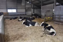 Krowy zasuszone utrzymywana są na głębokiej ściółce 