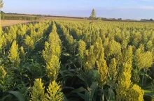 Uprawa sorgo