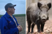 Dziki w kukurydzy