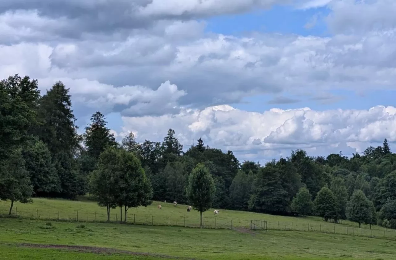 gospodarstwo rolne, pastwisko