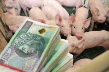 Nowe wymagania dobrostanowe oznaczają dla producentów trzody chlewnej bardzo konkretne konsekwencje finansowe