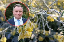 rzepak zmarznięty przez przymrozki wiosenne, w kółeczku postać prezesa lubelskiej izby rolniczej Gustawa Jędrejka
