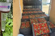 Pogoda ogranicza produkcję a tym samym wpływa na ceny truskawek