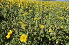 Urozmaicony międzyplon to podstawa