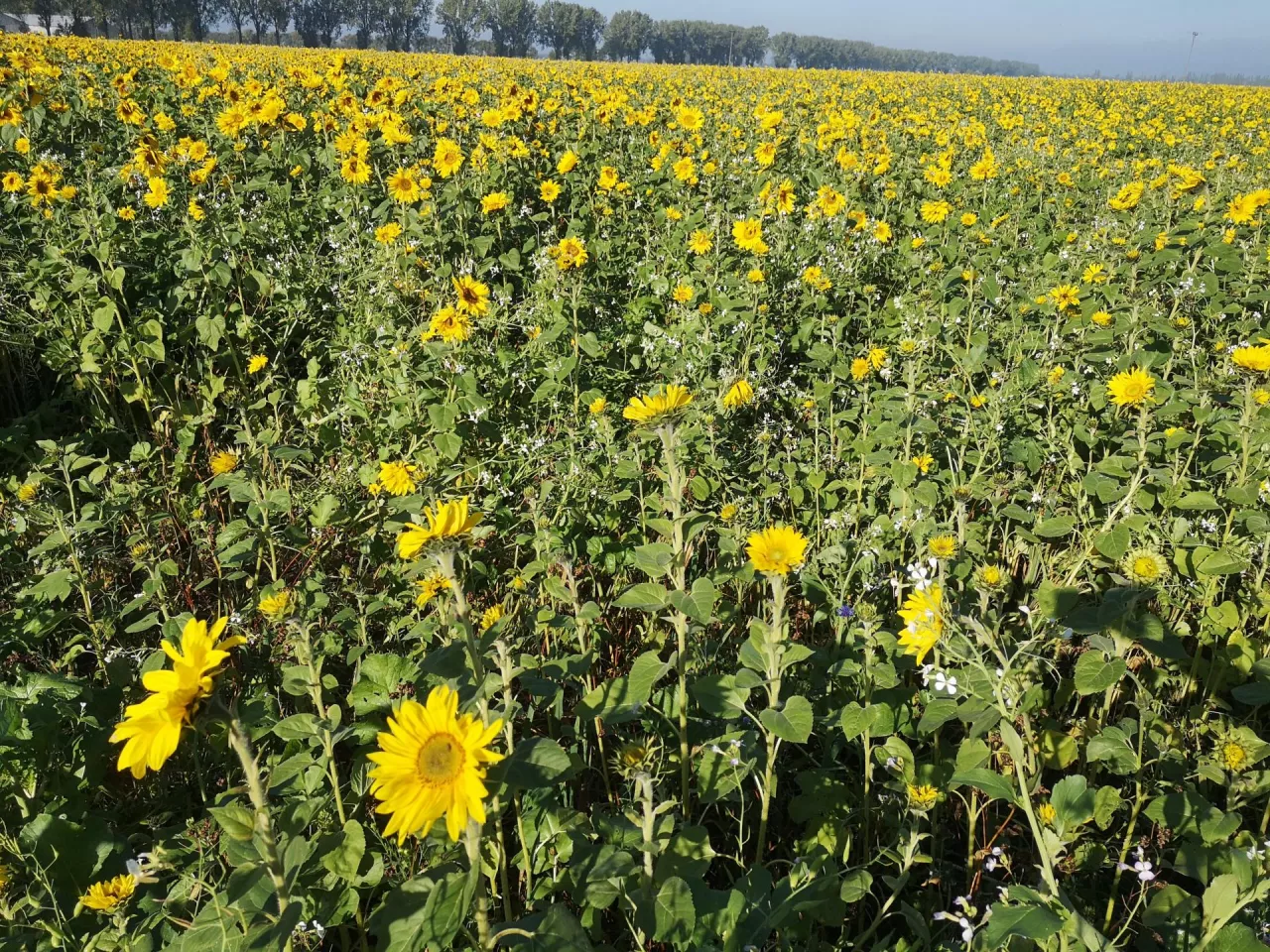 Urozmaicony międzyplon to podstawa