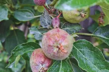 Red Delicious