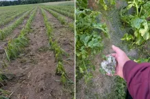 Gradobicie u rolnika w woj. kujawsko-pomorskim