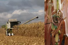 „Złote kolby” znów budzą niepokój wśród rolników i usługodawców przed zbiorem kukurydzy. Celowo zostawione na polu metalowe elementy mogą w kilka chwil doprowadzić do poważnej awarii sieczkarni, a koszt naprawy bywa liczony nie w tysiącach, lecz w setkach tysięcy złotych.