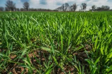 Uprawy po zastosowaniu preparatów mikrobiologicznych