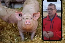 Janusz Terka o sytuacji na rynku świń