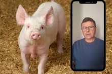 Terka o sytuacji na rynku świń