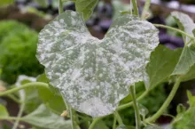 powdery mildew on cucurbits