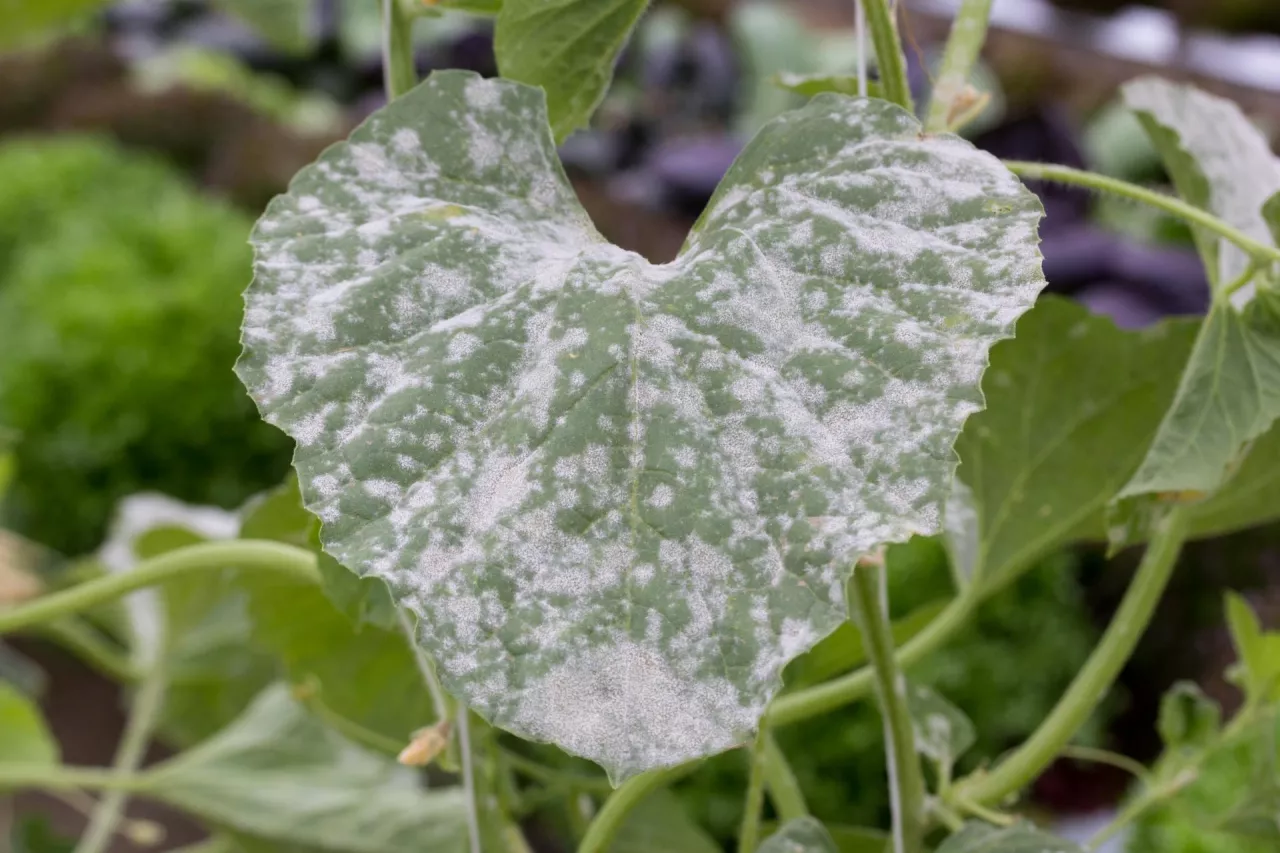 powdery mildew on cucurbits