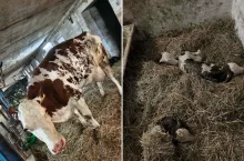 Miały być bliźniaki. Rolnik sprawdził jeszcze raz i znalazł trzecie cielę 