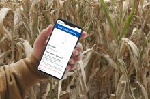 suche pole, w dłoni telefon z aplikacją suszową