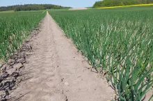W uprawie cebuli zimującej trwałość pozbiorcza cebuli nie ma większego znaczenia, dlatego plantatorzy w drugiej części sezonu stosują wysokie dawki azotu, aby uzyskać jak najwyższy plon