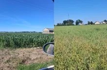 Rolnik nie ma złudzeń: ”Do 3 ton w rzepaku będzie ciężko” 