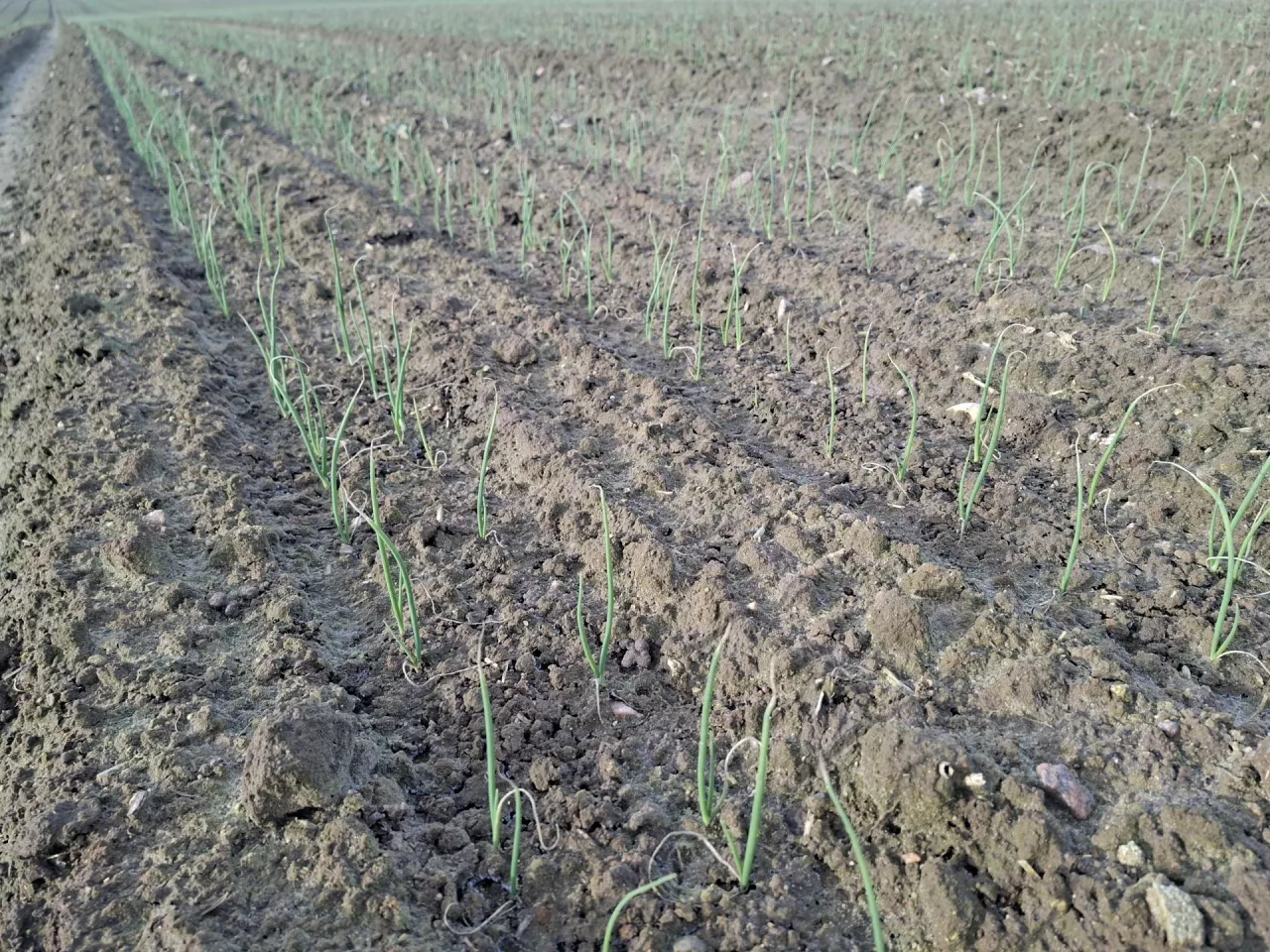 Plantacja w okolicach Złotnik Kujawskich pod koniec listopada 2025 r.