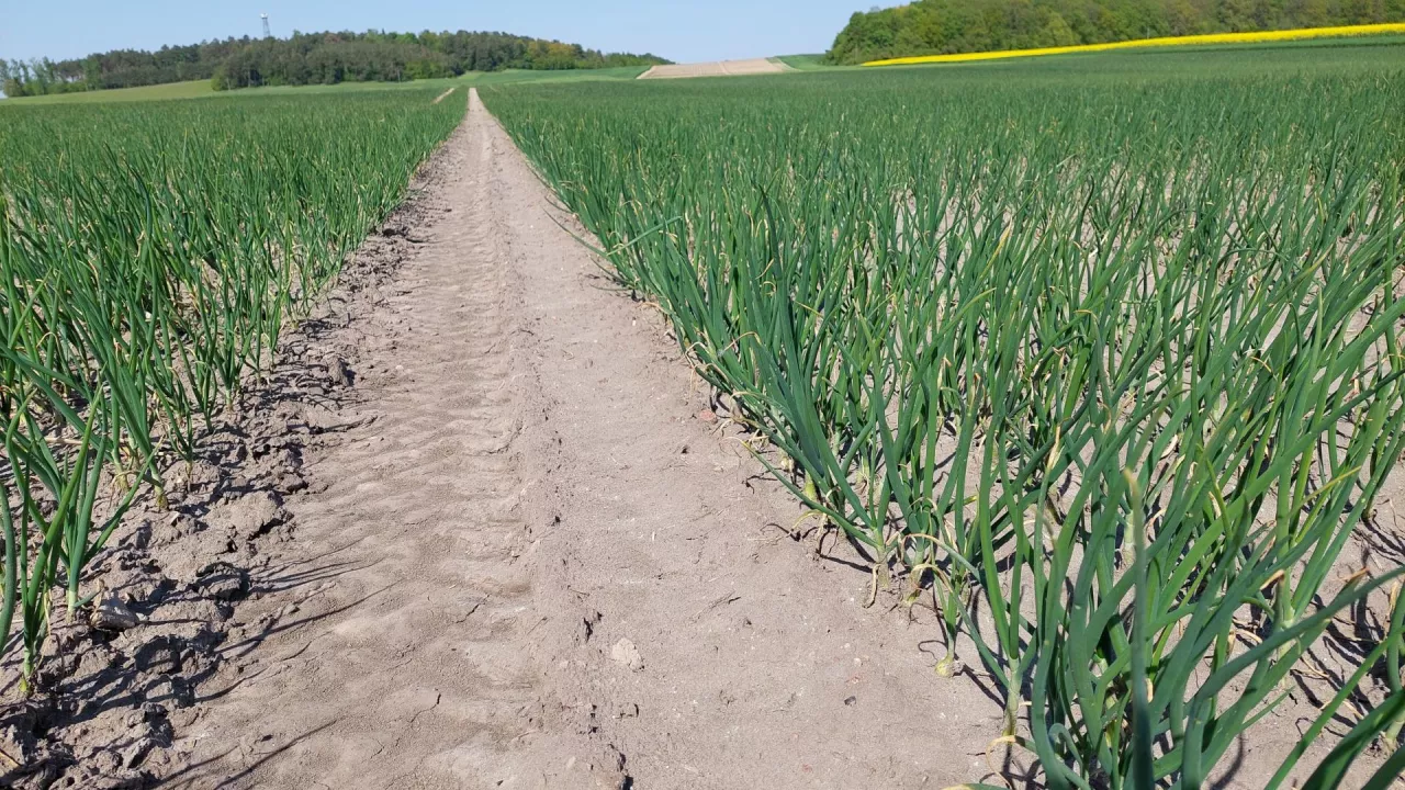 W uprawie cebuli zimującej trwałość pozbiorcza cebuli nie ma większego znaczenia, dlatego plantatorzy w drugiej części sezonu stosują wysokie dawki azotu, aby uzyskać jak najwyższy plon
