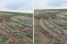 Wandale zniszczyli plantację ogórków