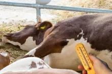 Upały prawie 40°C. Jak chronić bydło i świnie przed wysokimi temperaturami?