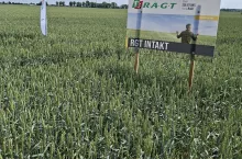 Najnowsza odmiana pszenicy ozimej – RGT Intakt z grupy jakościowej A