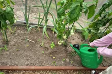 Podlewanie – co trzeba wiedzieć