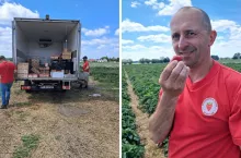 Truskawka to jedna z najbardziej ryzykownych i kosztownych upraw w gospodarstwie Tomasza Szulca