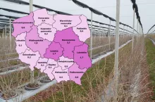 Areał tych upraw zwiększył się aż 12-krotnie. Dziś Polska jest liderem w UE