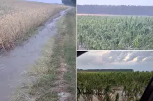 Gradobicie w gm. Święciechowa