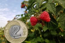 Sytuacja na rynku malin w Polsce