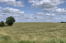 Rozległe pole zboża
