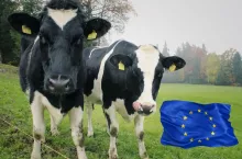 Przyszłość produkcji mleka w UE